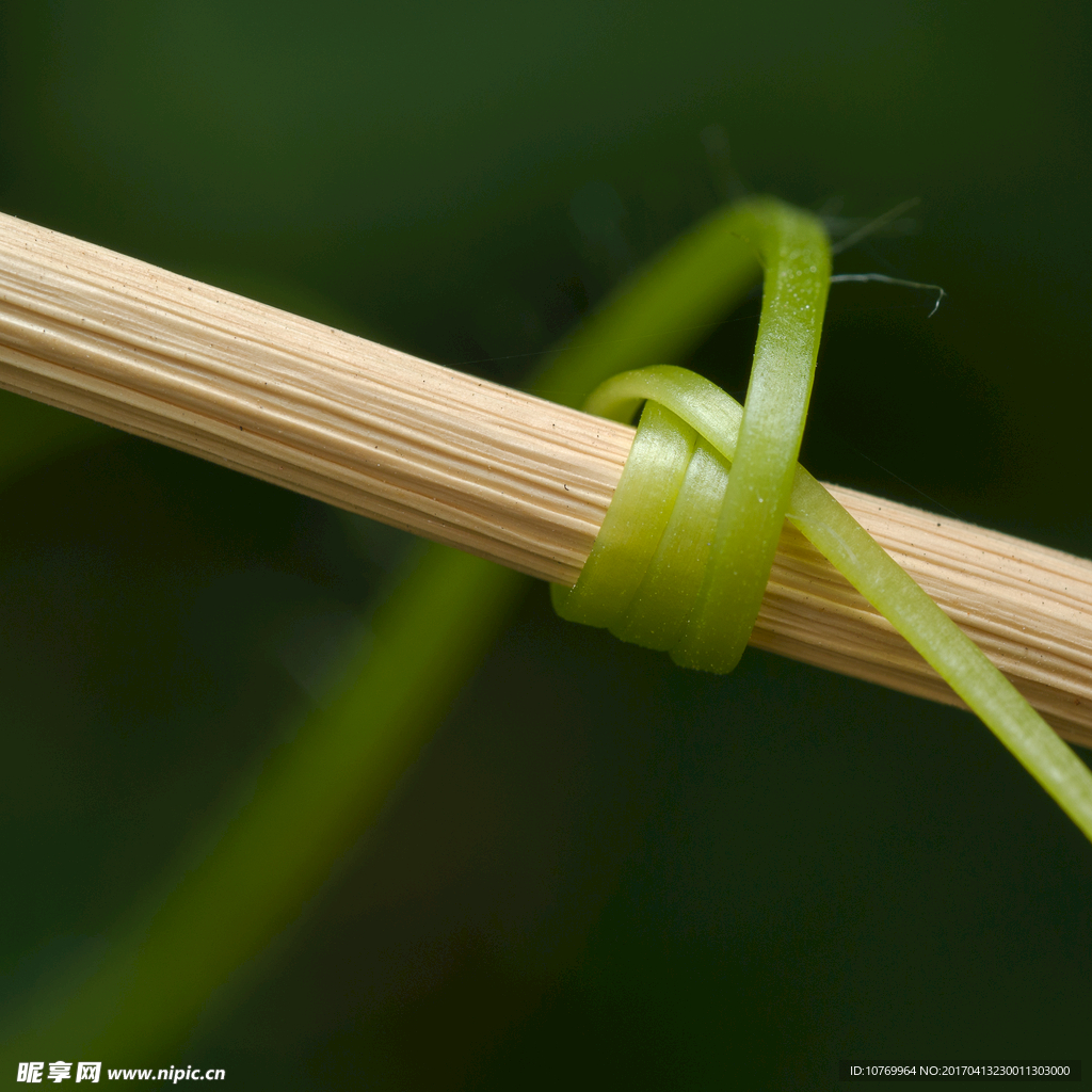 绿苗 植物  虚化