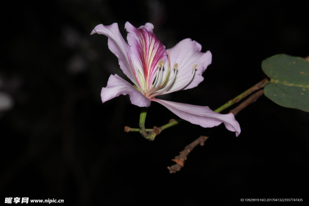 花