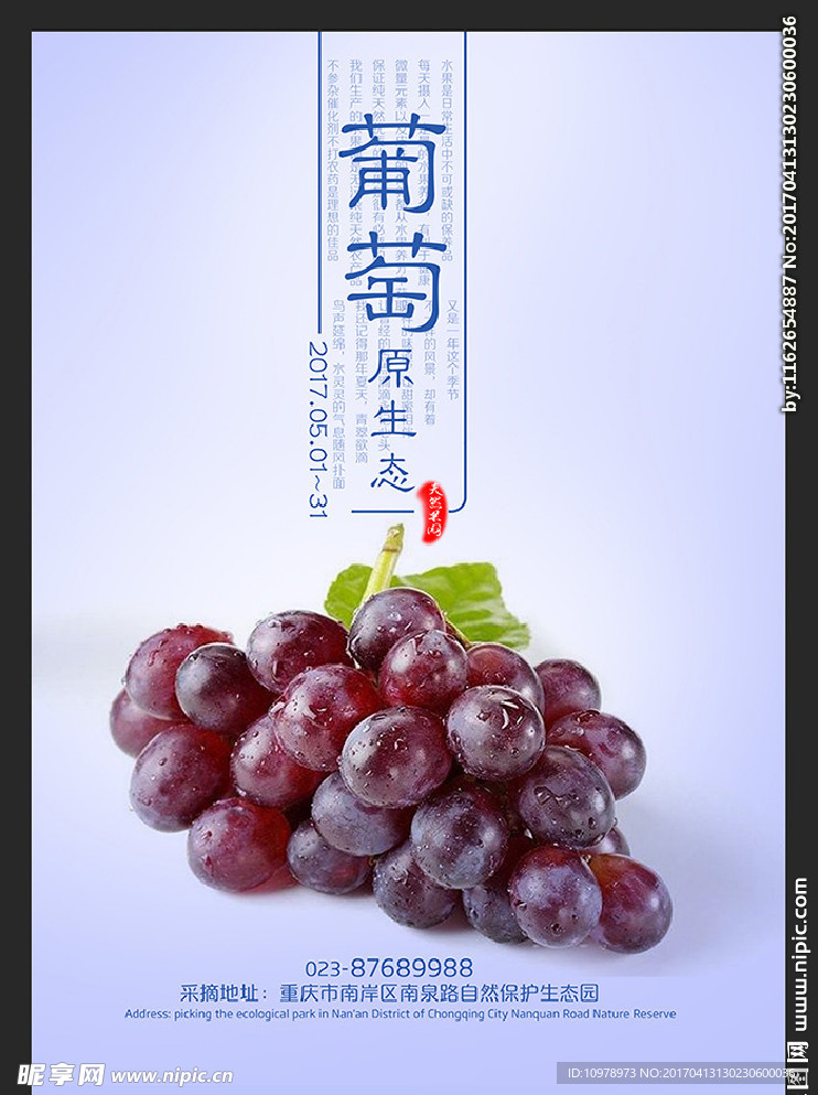 葡萄 红色葡萄 葡萄素材