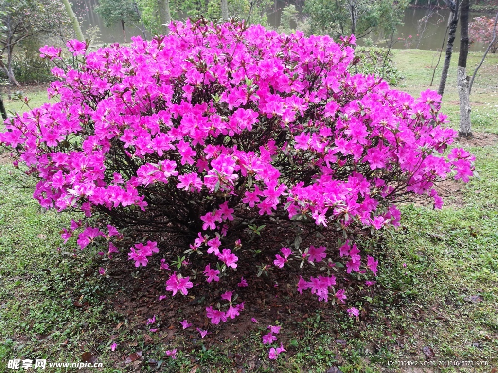 山茶花 粉色花