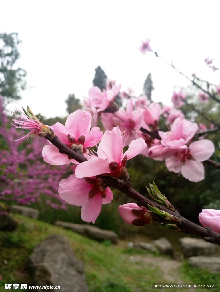 花果园桃花