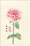 大丽花