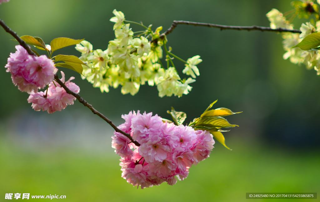 樱花