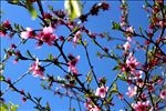 桃花林