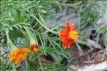花草