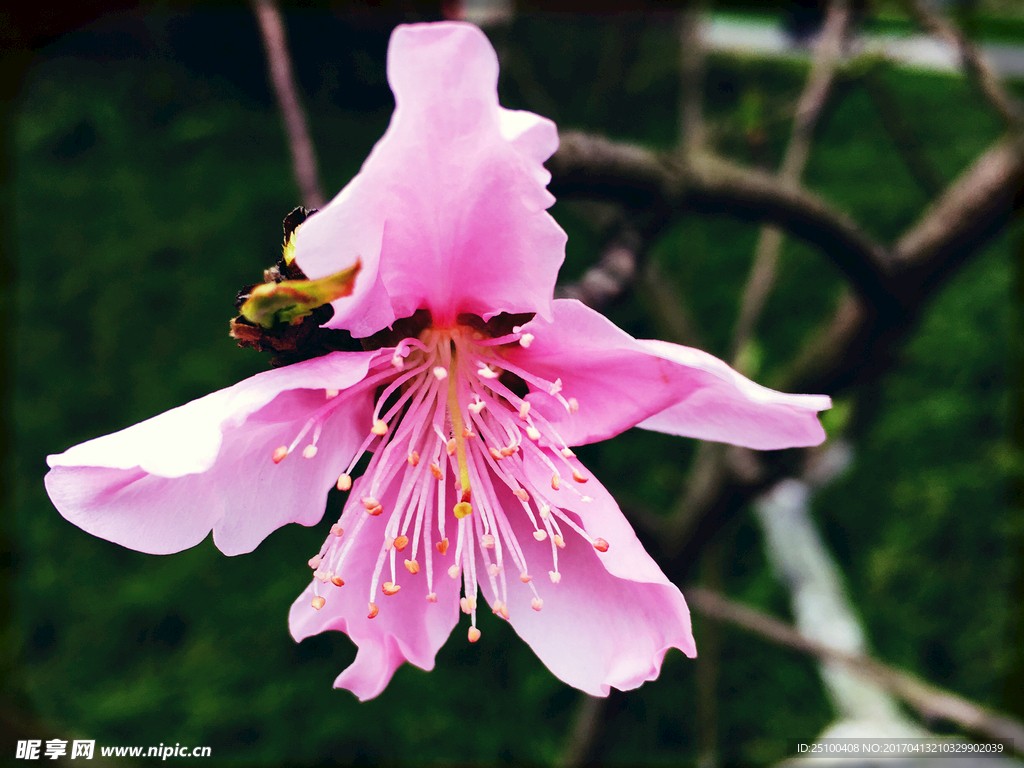 桃花