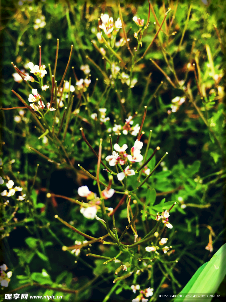 小花花