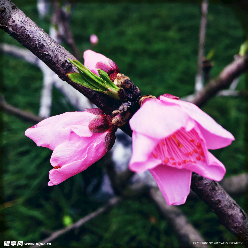 桃花