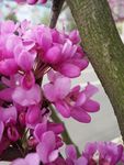 紫荆花  丁香花