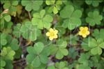 四叶草花
