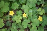 四叶草花