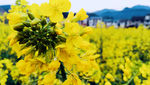 油菜花