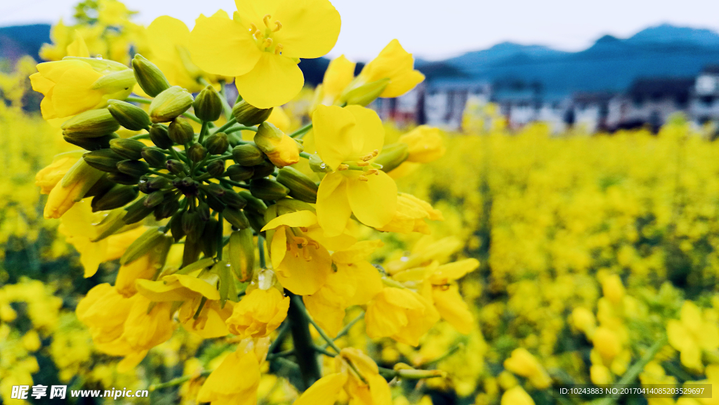 油菜花