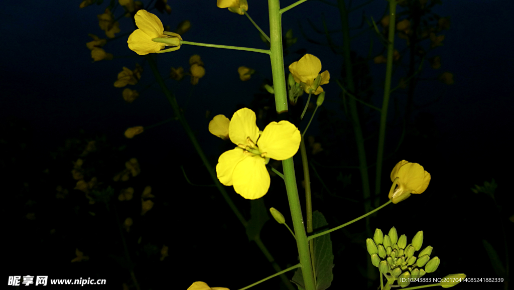 油菜花夜色