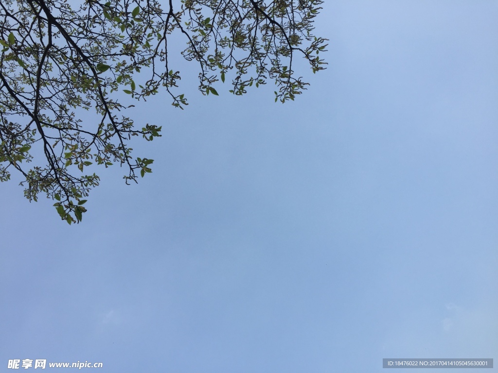 天空 绿叶