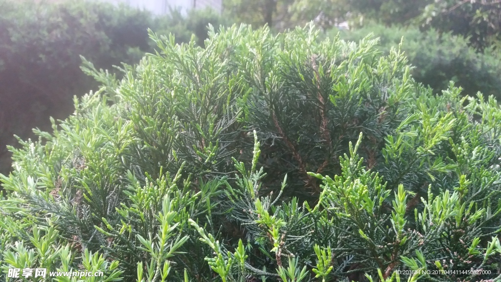 植物绿色
