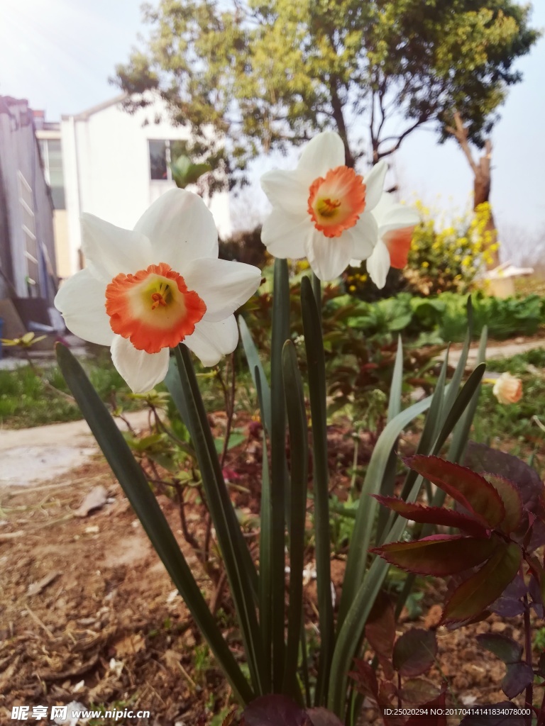 土培的水仙花