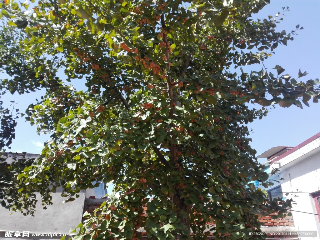银杏