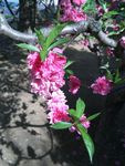 桃花盛开