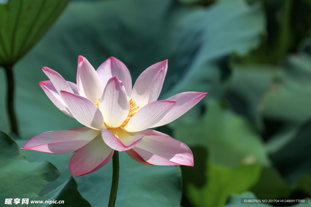 荷花