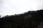 山顶树木