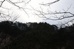 山上树木