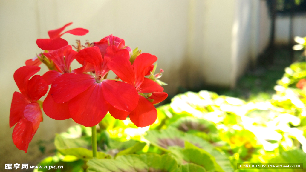 红色的花
