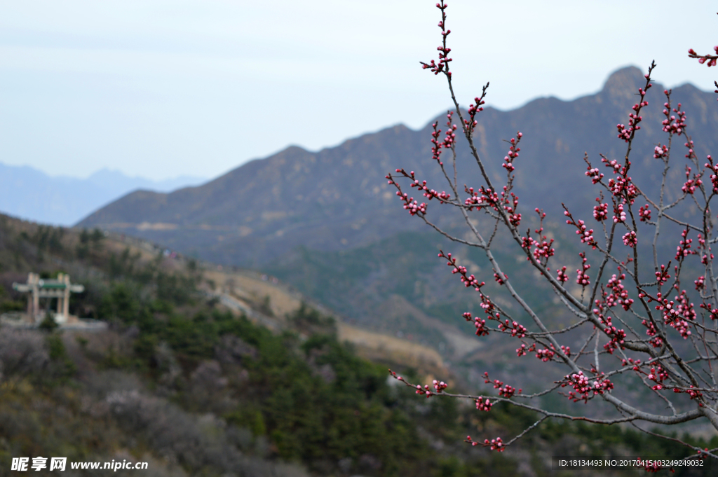 春天  长城  桃花