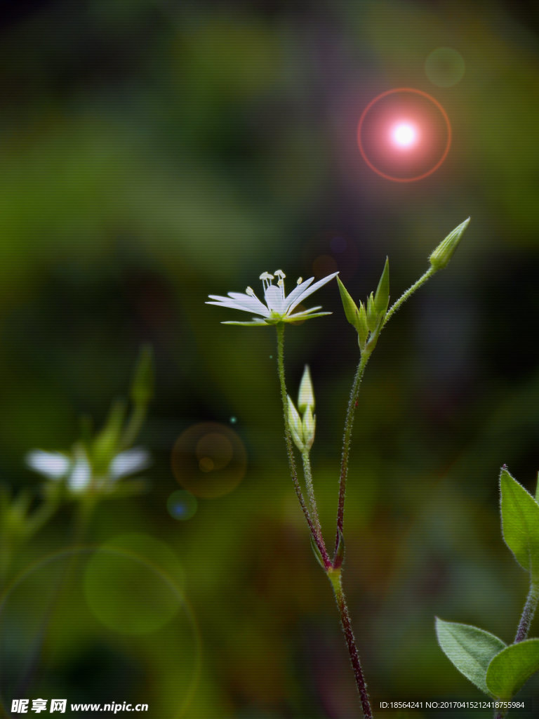 微景花