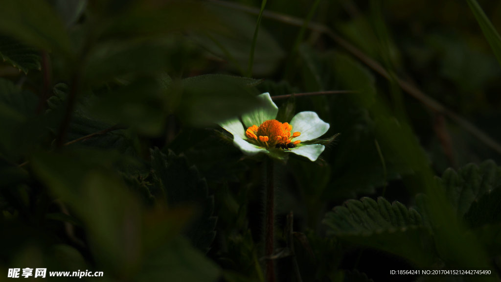 高光花