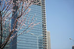 春天 桃花 建筑