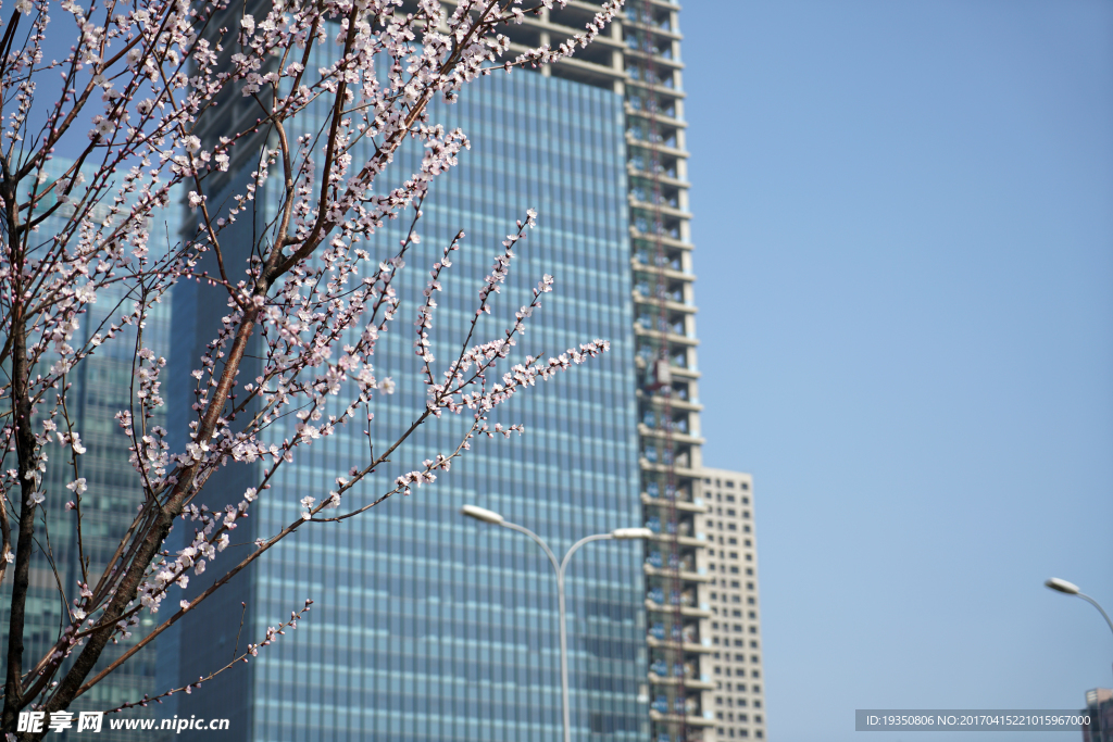 春天 桃花 建筑