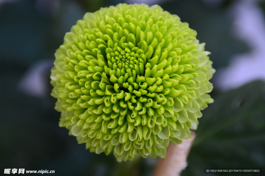 绿色菊花