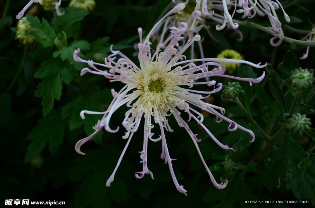 菊花