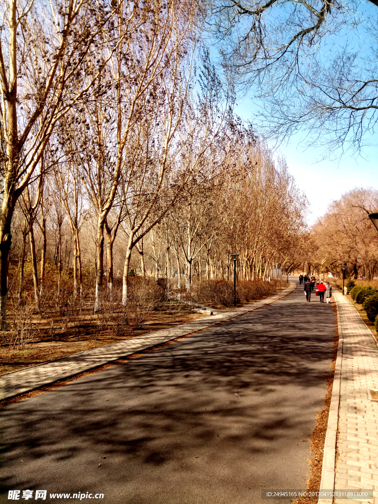 龙沙公园路景