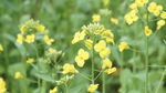 油菜花