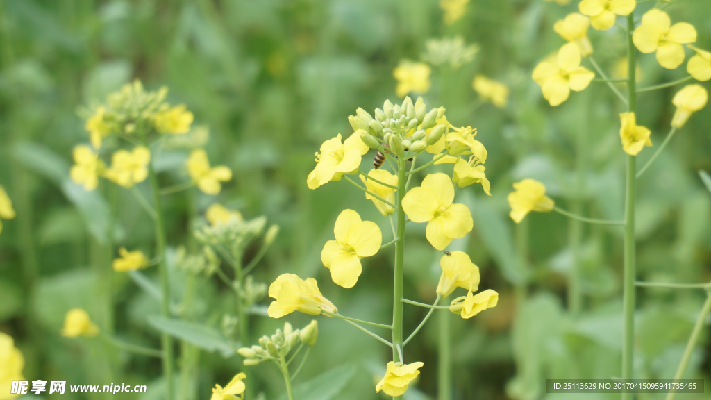 油菜花