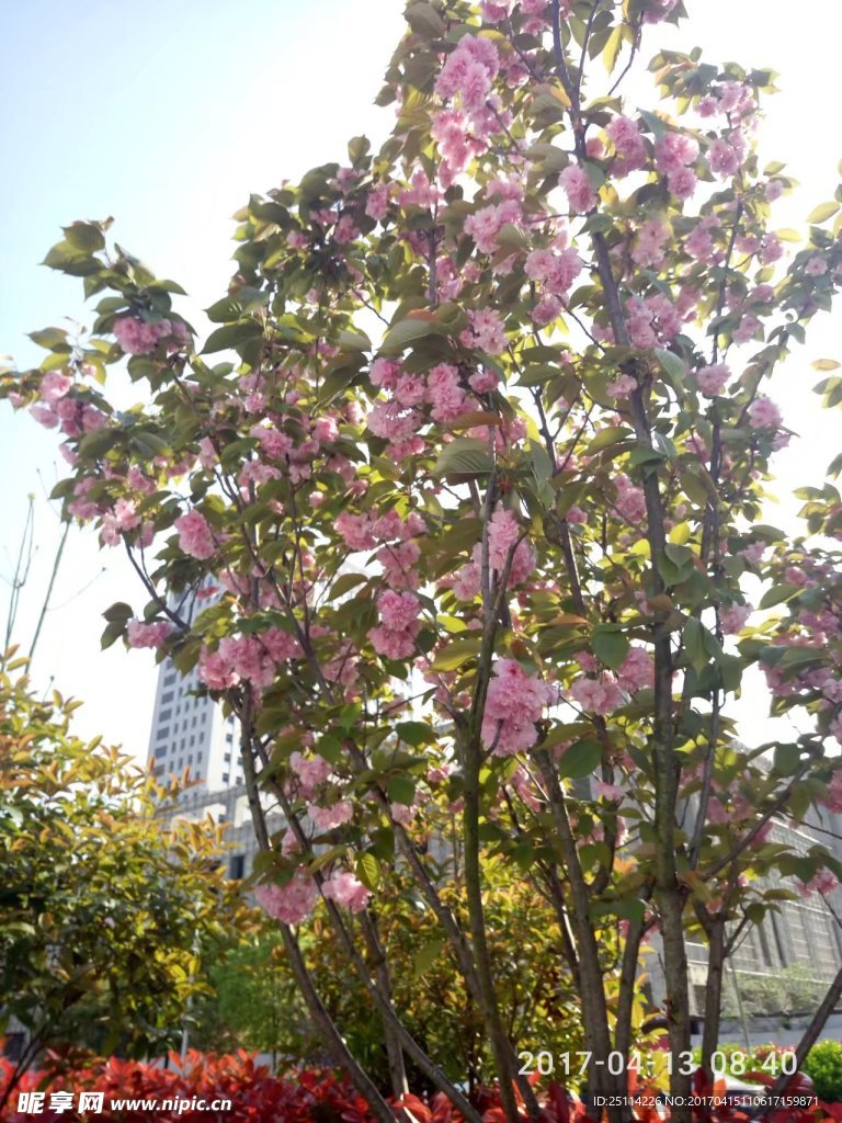 春日晚樱