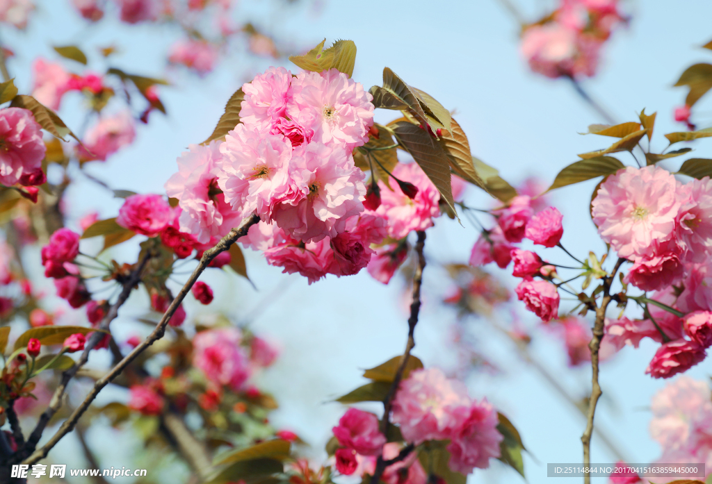 樱花枝头