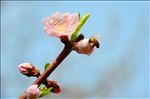 枝头蜜蜂