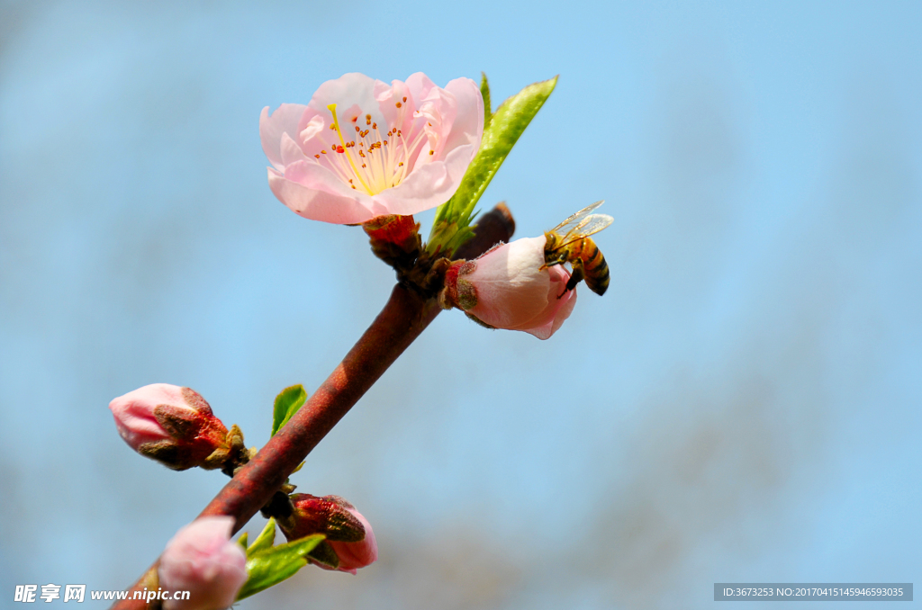 枝头蜜蜂