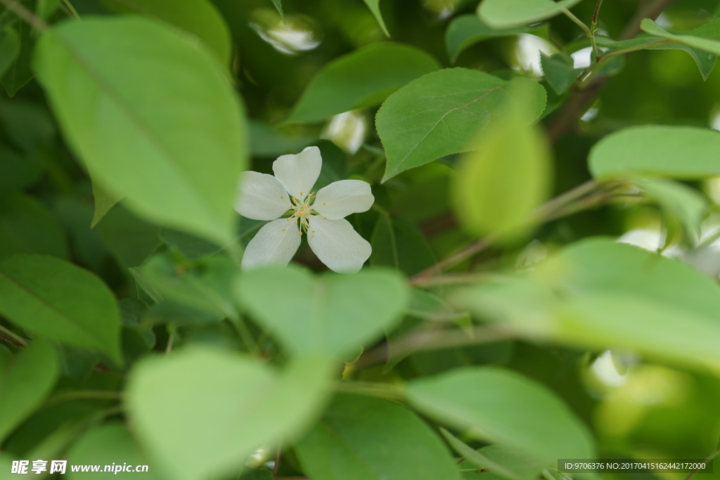 高清白色海棠花