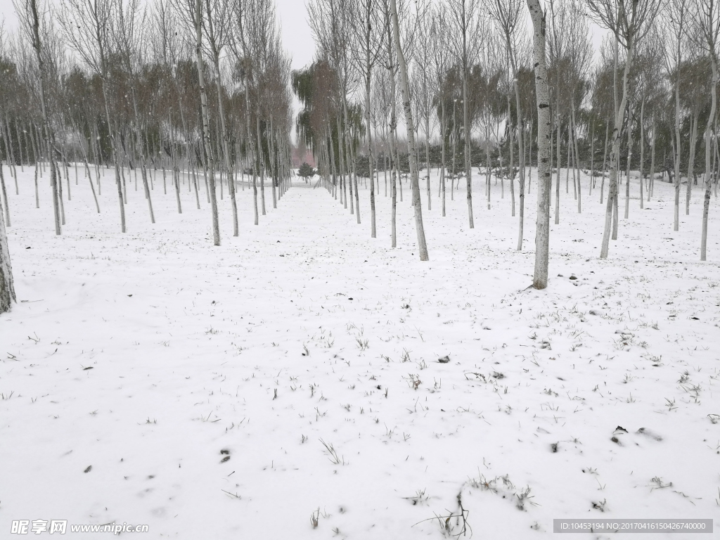 雪地