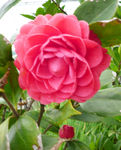 红山茶花