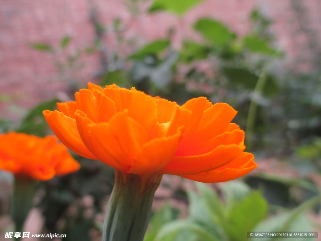 万寿菊 臭芙蓉