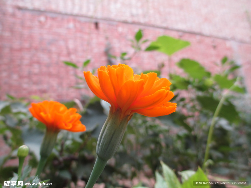 万寿菊 臭芙蓉