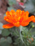 万寿菊 臭芙蓉