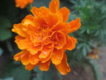 万寿菊 臭芙蓉