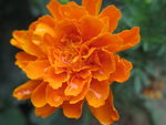 万寿菊 臭芙蓉