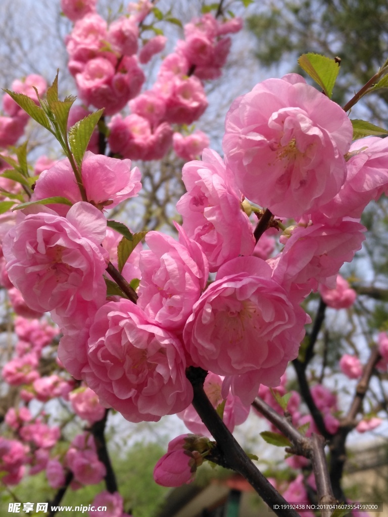 榆叶梅